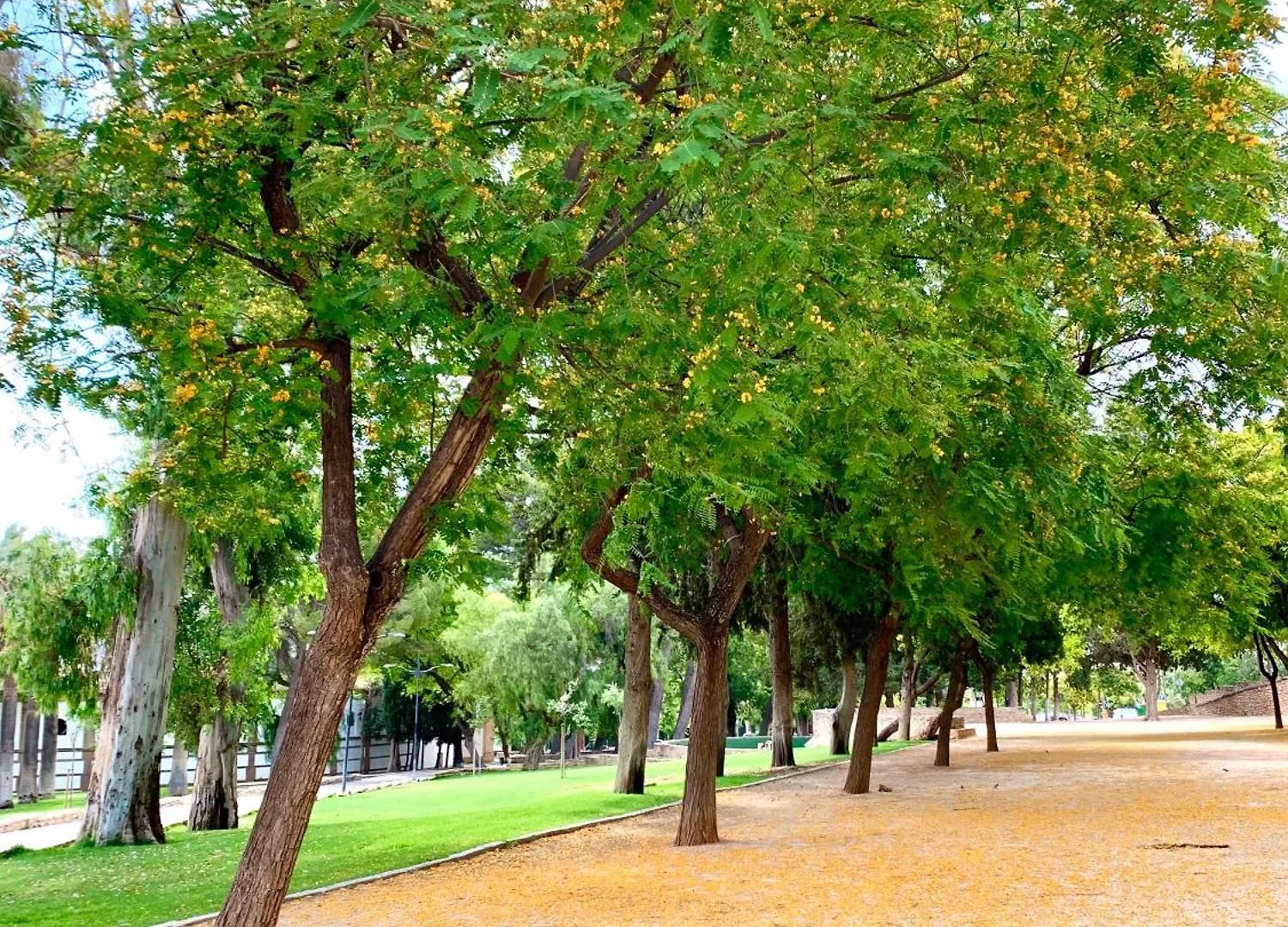 Verde Oliva Albero Limon Antequera